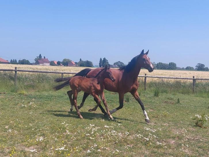 BWP fokmerrie Lavallino X Thunder, Dieren en Toebehoren, Paarden en Pony's | Dekhengsten en Fokmerries, Merrie