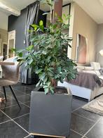 Plantenbak met grote ficus, Ophalen, Kunststof, Minder dan 60 cm, Vierkant