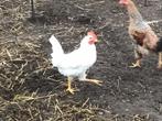 Hennen en hanen, Dieren en Toebehoren, Meerdere dieren, Kip