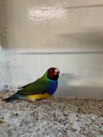 Gouldamadine man, Mâle