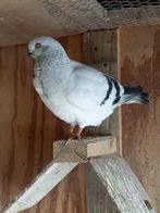 ITALIAANS MEEUWTJE (de laatste!!), Dieren en Toebehoren, Vogels | Duiven, Mannelijk, Overige soorten