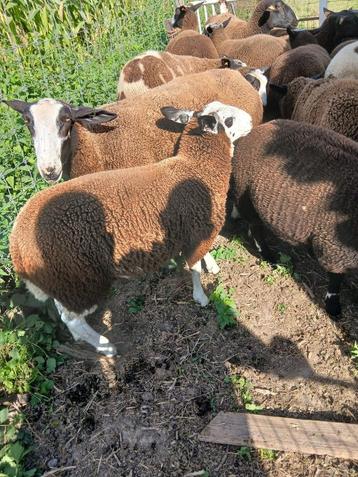 Jonge ooien, Femelle, Mouton, 0 à 2 ans