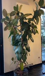 Rubberboom plant - Ficus elastica, Huis en Inrichting, Kamerplanten, Ophalen, Ficus, Halfschaduw, 150 tot 200 cm