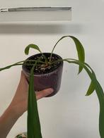 Anthurium vittarifolium, Huis en Inrichting, Kamerplanten, Overige soorten, Minder dan 100 cm, Groene kamerplant, Halfschaduw