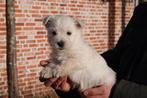 Prachtige West highland white terriër pups (westie), Dieren en Toebehoren, België, Overige rassen, CDV (hondenziekte), 8 tot 15 weken