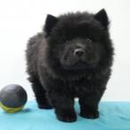 Chow Chow reutje (Zwart) - Belgische pup te koop, CDV (hondenziekte), 8 tot 15 weken, België, Reu