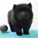 Chow Chow mâle (Noir) - chiot Belge à vendre, Animaux & Accessoires, Chiens | Huskys, Loulous & Types primitifs, Parvovirose, Un chien