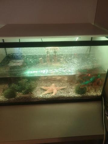 Bel aquarium ouvert avec éclairage LED coloré à vendre ! 