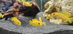 Chidonga saulosi malawi cichliden hobbykweek, Dieren en Toebehoren, Vissen | Aquariumvissen, Vis, Zoetwatervis
