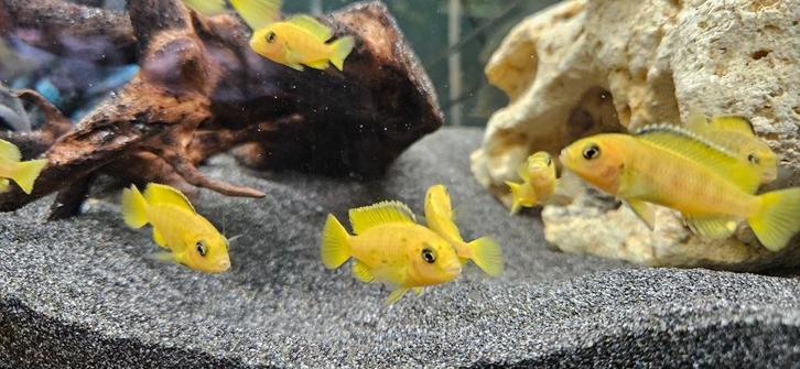 Chidonga saulosi malawi cichliden hobbykweek, Dieren en Toebehoren, Vissen | Aquariumvissen, Zoetwatervis, Vis