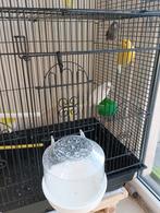Offres 3 Canaris vs Timbrado, Animaux & Accessoires, Oiseaux | Canaris, Mâle