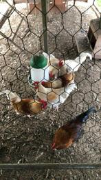 Slachtrijpe maishanen, Dieren en Toebehoren, Kip