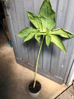 Voodoolelie/Sauromatum venosum, Ophalen