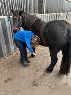 A pony ruin 4 jaar, Dieren en Toebehoren, Ruin, A pony (tot 1.17m), Gechipt, 3 tot 6 jaar