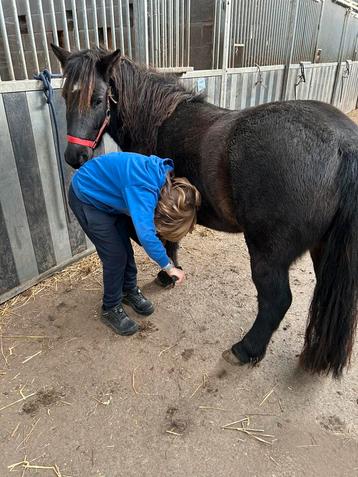 A pony ruin 4 jaar beschikbaar voor biedingen