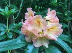 Rhododendron Olga, Ophalen, Rhododendron, Struik, 100 tot 250 cm