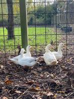 Canard semois à vendre, Dieren en Toebehoren, Pluimvee, Eend