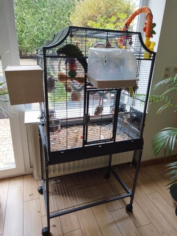 A donner couple de kakarikis, Dieren en Toebehoren, Vogels | Hokken en Kooien, Zo goed als nieuw, Ophalen