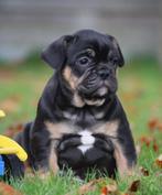 Franse Bulldog pups, Dieren en Toebehoren, België, Reu, CDV (hondenziekte), 8 tot 15 weken