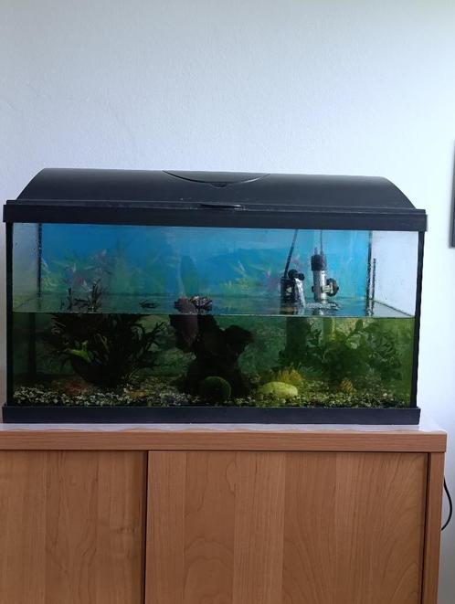 Te koop: Aquarium met toebehoren (ramenwassers + garnalen), Dieren en Toebehoren, Vissen | Aquaria en Toebehoren, Gebruikt, Gevuld zoetwateraquarium