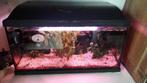 Aquarium 50l, Ophalen of Verzenden, Gebruikt, Leeg aquarium