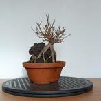 Acer buergerianum op steen - bonsai, Tuin en Terras, In pot, Minder dan 100 cm, Halfschaduw, Lente