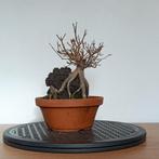 Acer buergerianum op steen - bonsai, In pot, Minder dan 100 cm, Halfschaduw, Lente