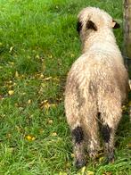 Walliser ram te koop., Dieren en Toebehoren, Schapen, Geiten en Varkens