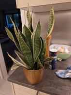 Prachtige sanseveria in mooie cache pot, Huis en Inrichting, Ophalen