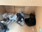 Ragdoll kittens, Dieren en Toebehoren, Kater, 0 tot 2 jaar