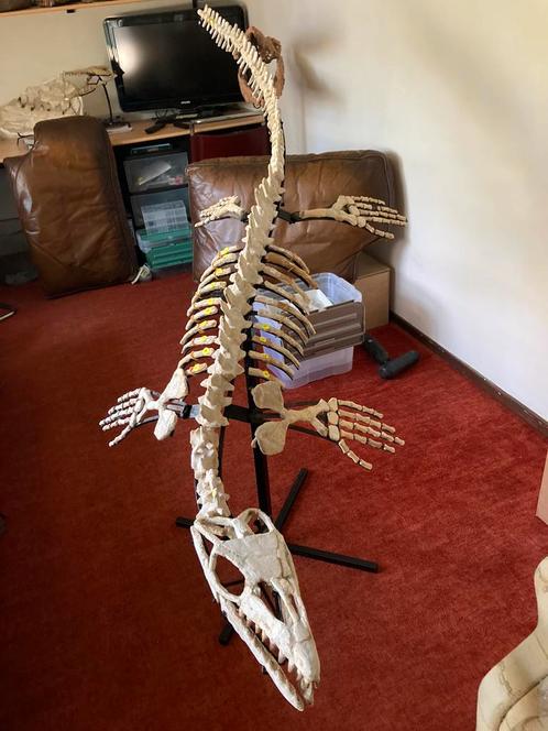 Fossielen Mosasaurus Skelet - Dinosaur Era ., Verzamelen, Mineralen en Fossielen, Fossiel, Ophalen