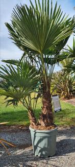 Winterharde palmboom Trachycarpus Fortunei 2 stam, Tuin en Terras, Ophalen, Palmboom
