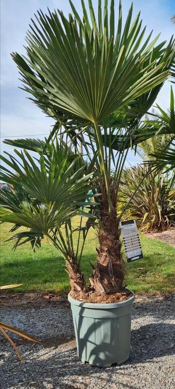Winterharde palmboom Trachycarpus Fortunei 2 stam beschikbaar voor biedingen