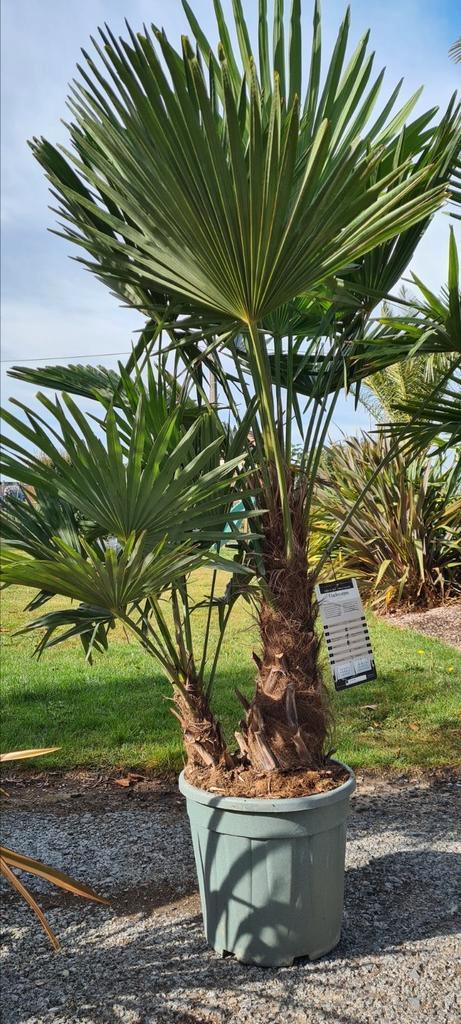 Winterharde palmboom Trachycarpus Fortunei 2 stam, Tuin en Terras, Planten | Bomen, Palmboom, Ophalen