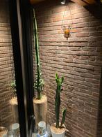 2 beaux grands Cactus en pot hyper deco !, Ophalen, Cactus, In pot