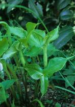 Pinellia, Vaste plant, Halfschaduw, Zomer, Ophalen