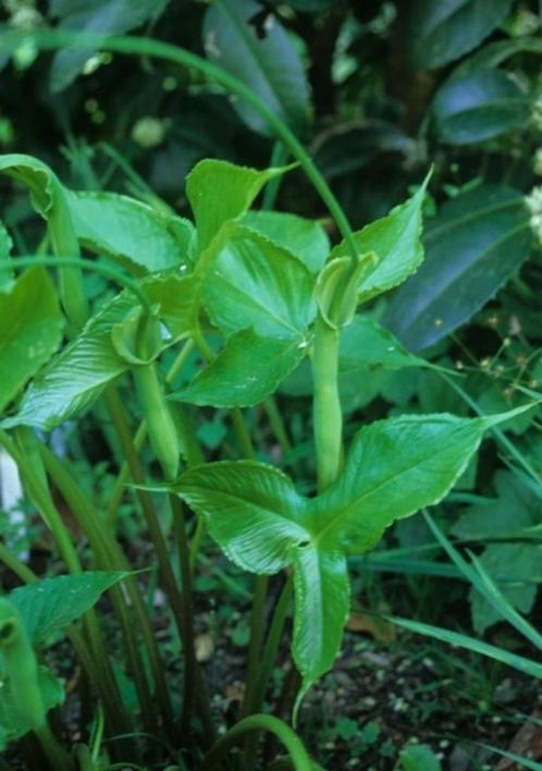 Pinellia, Tuin en Terras, Planten | Tuinplanten, Vaste plant, Overige soorten, Halfschaduw, Zomer, Ophalen