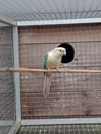 Cherche pennant et pyrrhura, Dieren en Toebehoren, Vogels | Parkieten en Papegaaien