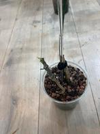 Philodendron Florida Beauty, Huis en Inrichting, Kamerplanten, Ophalen