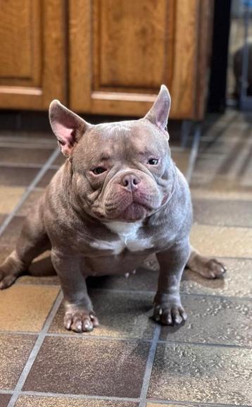 American Bully Lilac beschikbaar voor biedingen