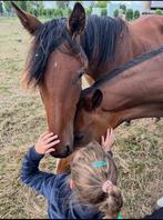 Veelbelovende jaarling merrie Commander hk z, Dieren en Toebehoren, Paarden, Springpaard, 0 tot 2 jaar, 170 tot 175 cm, Onbeleerd