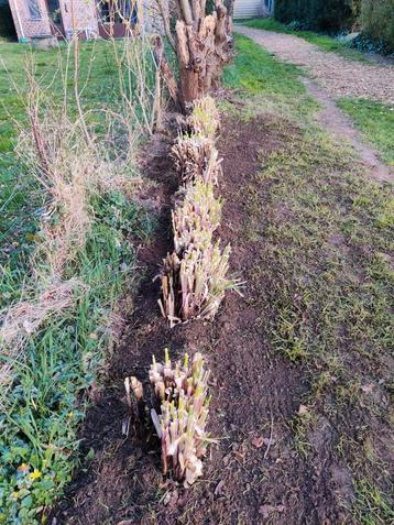 Herbe de pampa 6 pièces disponible aux enchères