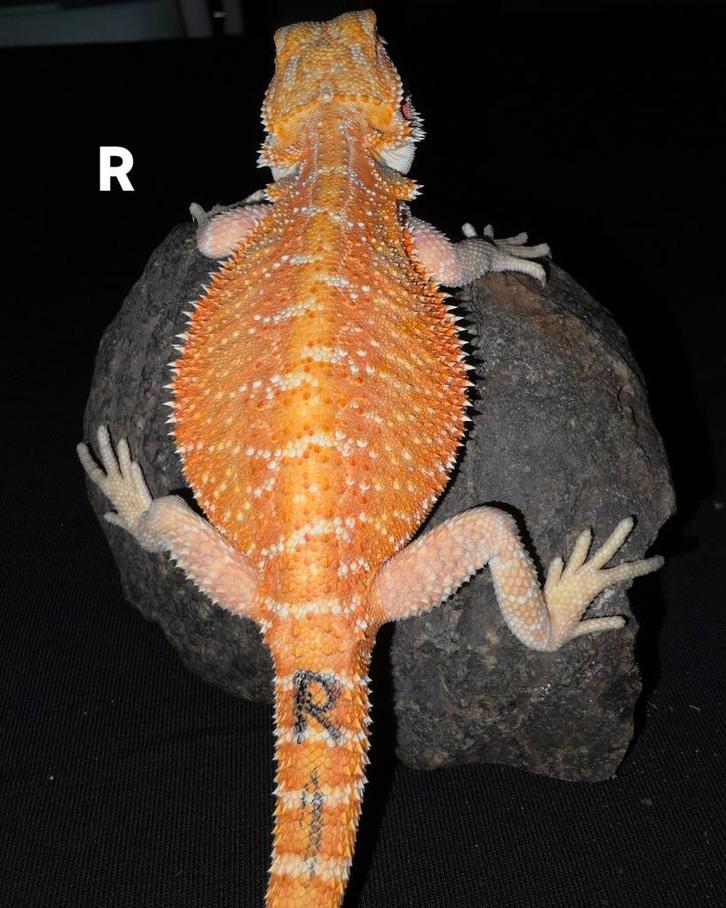 Heel mooi fel orange baardagaam-vrouwtje, Dieren en Toebehoren, Reptielen en Amfibieën, Hagedis, 0 tot 2 jaar, Tam
