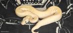 ball python 1.0 champanage ghi poss pastel, Dieren en Toebehoren, Reptielen en Amfibieën, Slang, Tam, 0 tot 2 jaar
