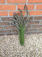 Lavendel, Ophalen, Tweejarig