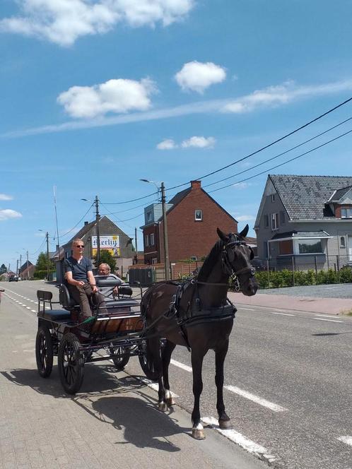 Merrie met koets en tuig, Dieren en Toebehoren, Paarden, Merrie