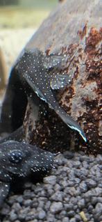 L183, Dieren en Toebehoren, Vissen | Aquariumvissen