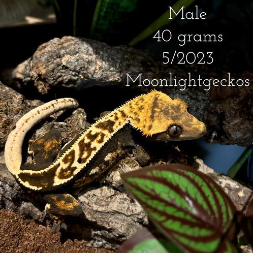 Wimpergekko Harlequin, Animaux & Accessoires, Reptiles & Amphibiens