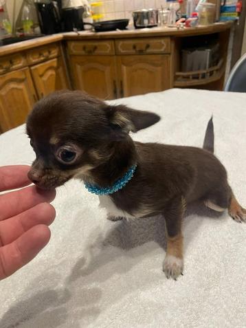 chihuahua pups t.cup & mini raszuiver zeer mooie ! kleintjes, Dieren en Toebehoren, Honden | Herdershonden en Veedrijvers, België