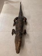 Opgezette krokodil, Verzamelen, Ophalen, Gebruikt, Reptiel of Amfibie, Opgezet dier